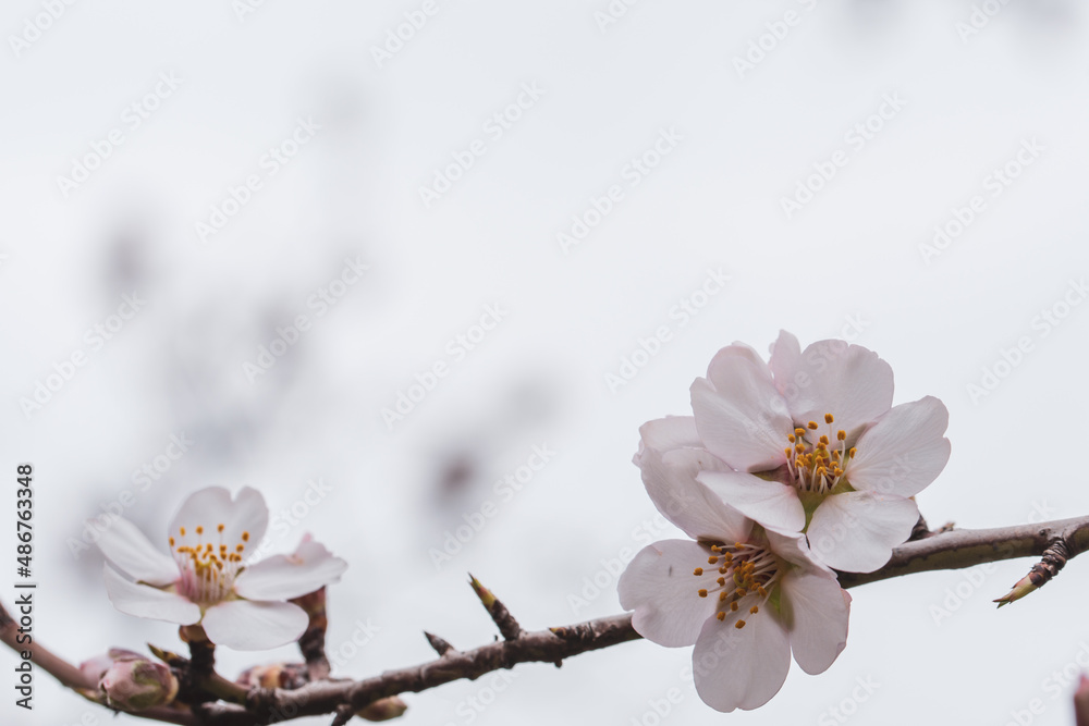 White almond blossoms on its branch on white background White almond blossoms on its branch on white background