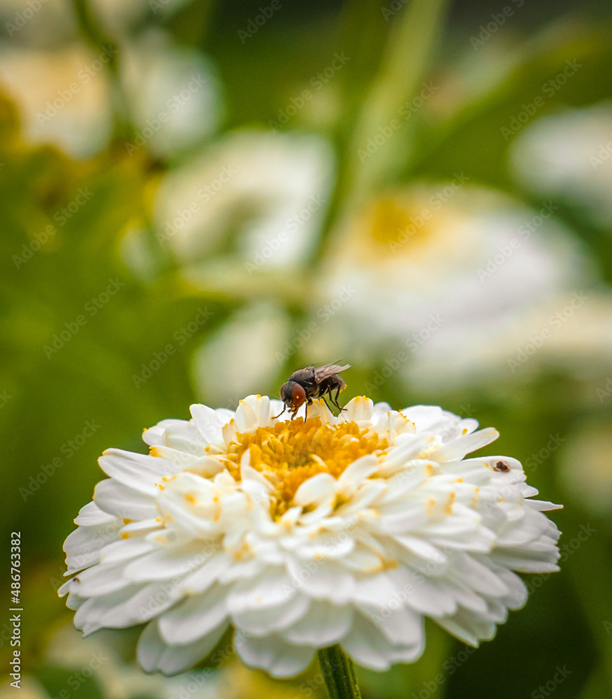 Obraz premium Fly on white mum, nature background