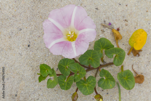 Sea bindweed (Calystegia soldanella), on the sand in the Islas Atlánticas National Park, Vigo (Spain), concept flora of the Cíes Islands, selective approach to the flower. photo