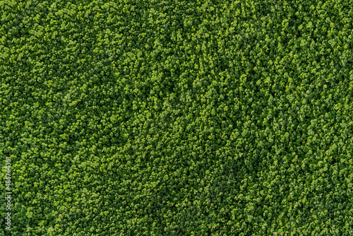 Natürliche grüne Kleblätter als Hintergrund - Textur