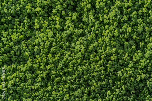 Natürliches grünes Kleeblatt Feld als Hintergrund - Textur