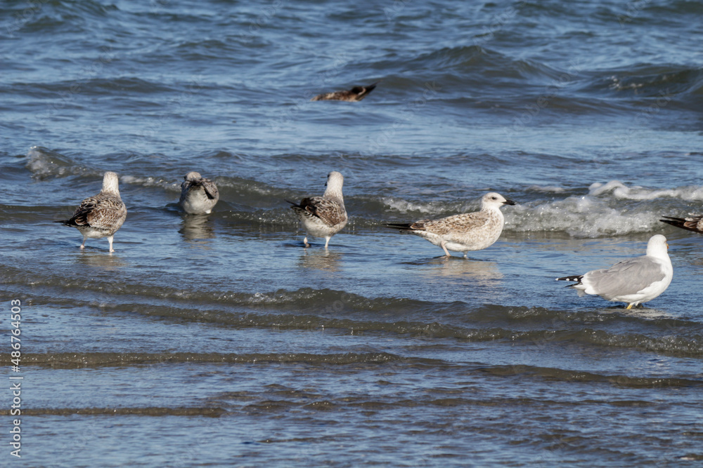 ducks on the beach
