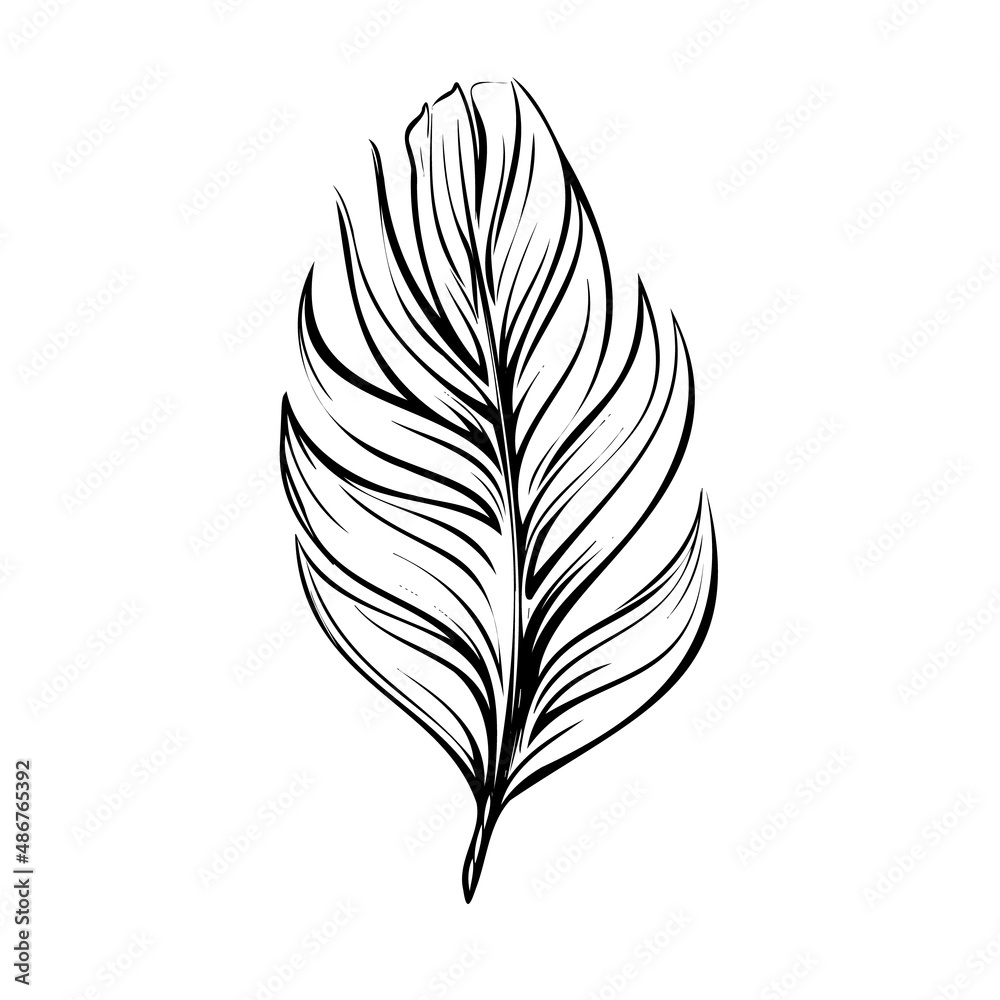 bird feather, vector graphics. Use for patterns, posters, postcards and more
bird feather, vector graphics. Use for patterns, posters, postcards and more