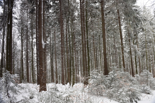 Fototapeta Naklejka Na Ścianę i Meble -  Zima
