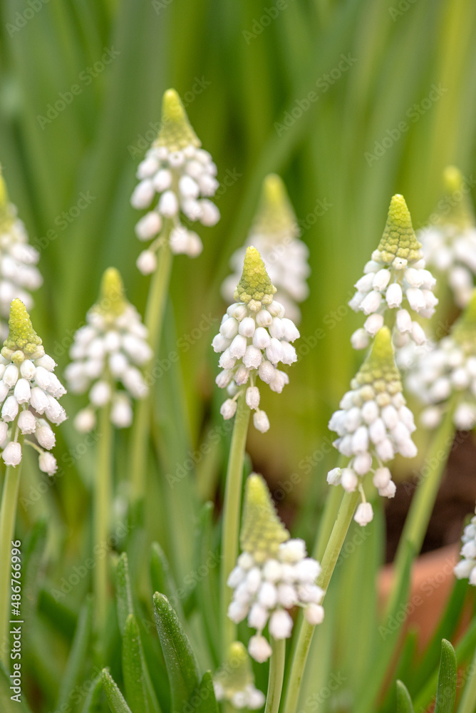 Muscari White Magic in garden. Blooming muscari flowers. Hyacinth Muscari White Magic in garden. Blooming muscari flowers. Hyacinth