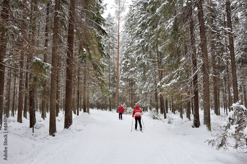 Skiers ride in the winter coniferous forest. Winter, Russia, Leningrad region. Healthy lifestyle