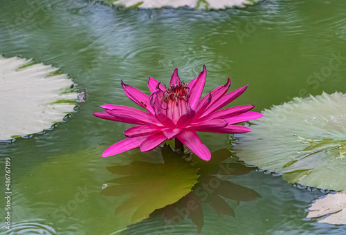 A Pink Water Lily in lake