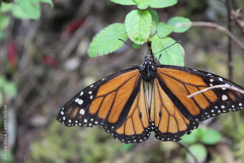 Fototapeta premium mariposa monarca devorada a la mitad por ave