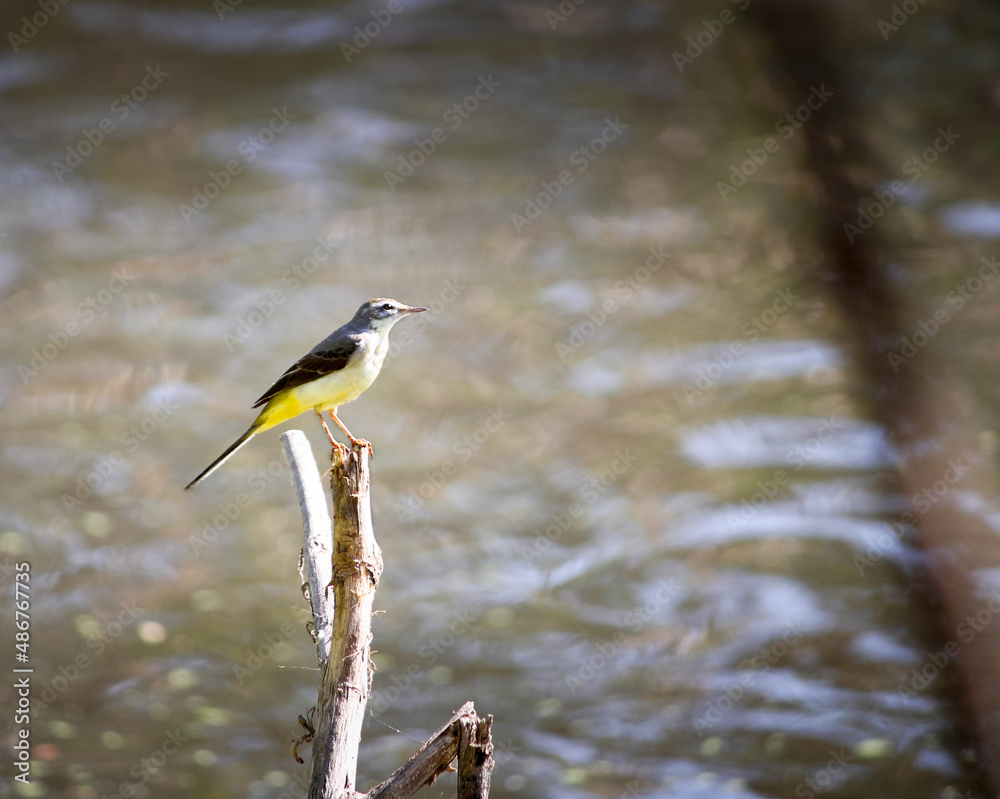 Obraz premium Gray wagtail bird near lake 