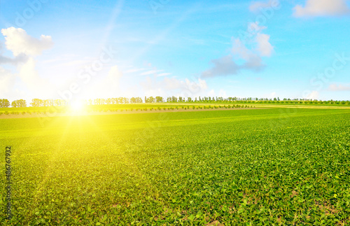 Field with green sprouts of soybeans and sun. © alinamd