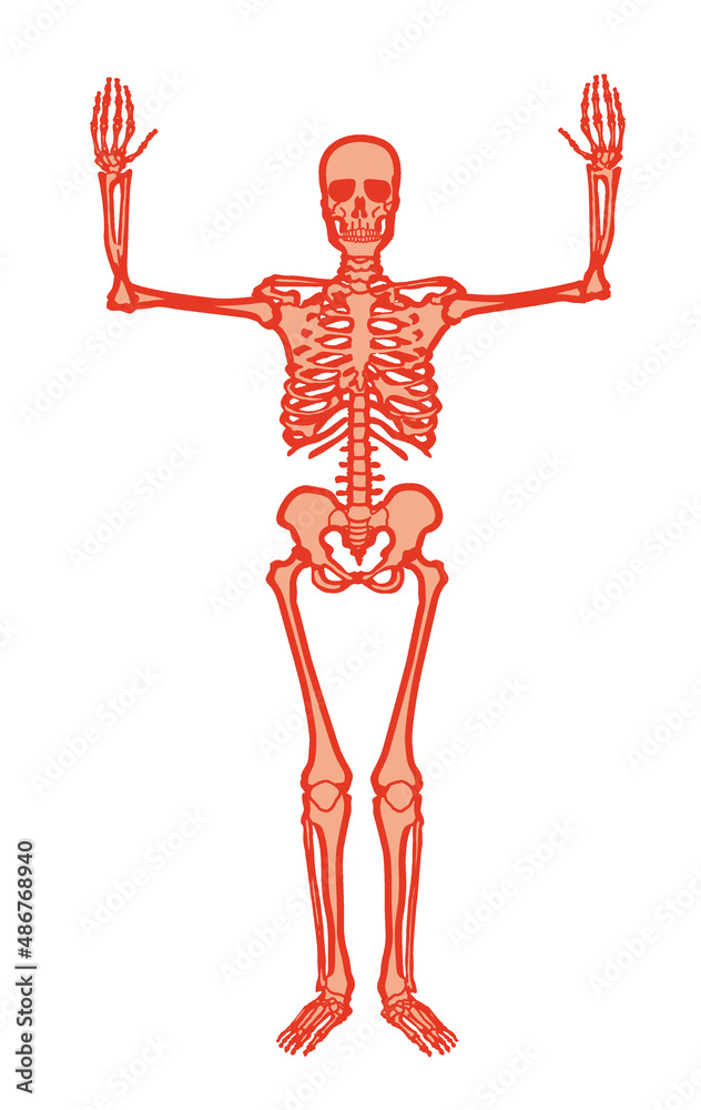 squelette, anatomie, corps, muscle, medicales, rouge, illustration, humain,  os, 3-d, crâne, radiographie, os, biologie, musculaire, médecine, femme,  osseux, science, santé, colonne vertébrale, gens, Stock Illustration