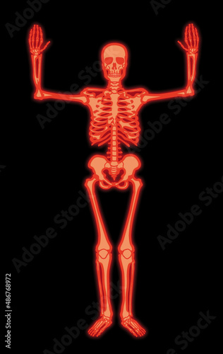 squelette, anatomie, corps, muscle, medicales, rouge, illustration, humain, os, 3-d, crâne, radiographie, os, biologie, musculaire, médecine, femme, osseux, science, santé, colonne vertébrale, gens, 