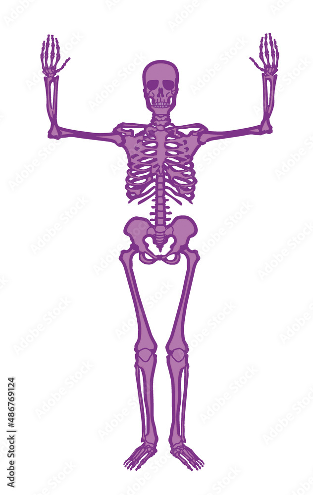 squelette, anatomie, corps, muscle, medicales, violet, illustration, humain, os, 3-d, crâne, radiographie, os, biologie, musculaire, médecine, femme, osseux, science, santé, colonne vertébrale, gens, squelette, anatomie, corps, muscle, medicales, violet, illustration, humain, os, 3-d, crâne, radiographie, os, biologie, musculaire, médecine, femme, osseux, science, santé, colonne vertébrale, gens,