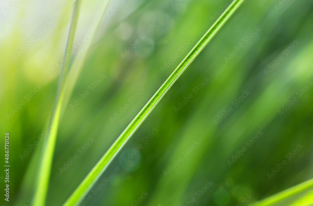 Obraz premium green grass background