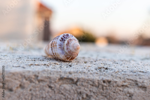 Close up of white spiral Seashell during sunset in Israel 