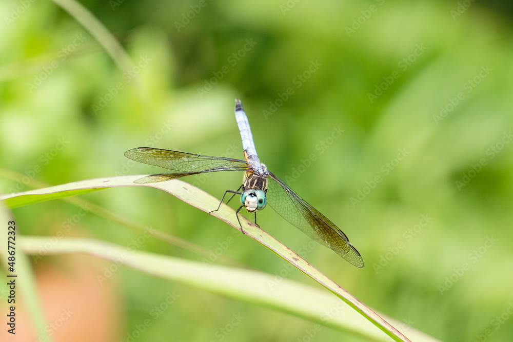Dragonfly in garden beautiful macro high quality photo background Dragonfly in garden beautiful macro high quality photo background