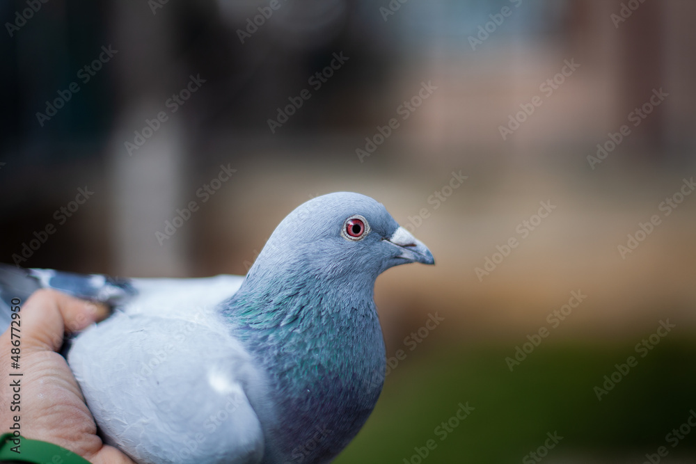 Racing pigeon on the hand. Pigeon racing is very popular worldwide. Close-up pigeon image. The history of humans and pigeons dates back to ancient times. Racing pigeons are very expensive. Racing pigeon on the hand. Pigeon racing is very popular worldwide. Close-up pigeon image. The history of humans and pigeons dates back to ancient times. Racing pigeons are very expensive.