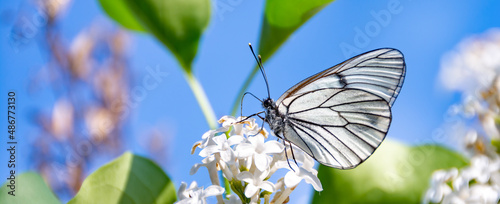 Photography Beautiful black and white butterfly (Aporia crataegi) on white lilac flowers