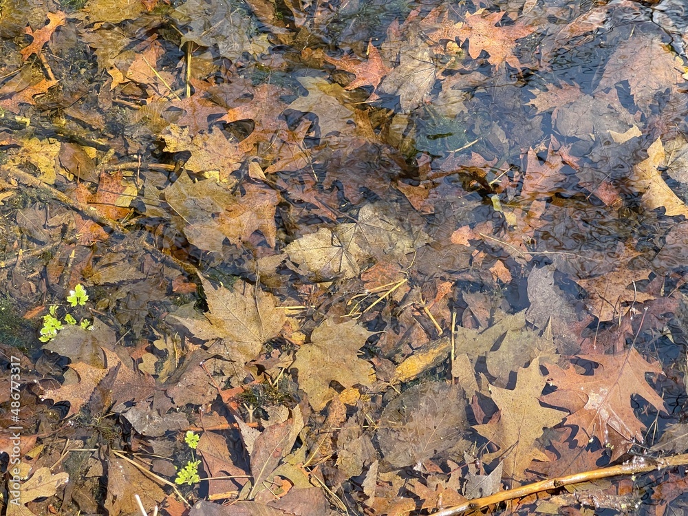 Leaves with water above.