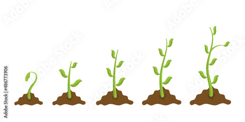 Young seedlings sprouts and growing process in fertile soil. Green shoots. Spring gardening. Simple vector illustration