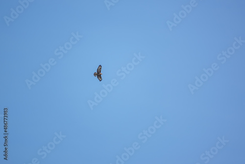 a buzzard (Buteo buteo) in effortless flight on the lookout for prey or carrion