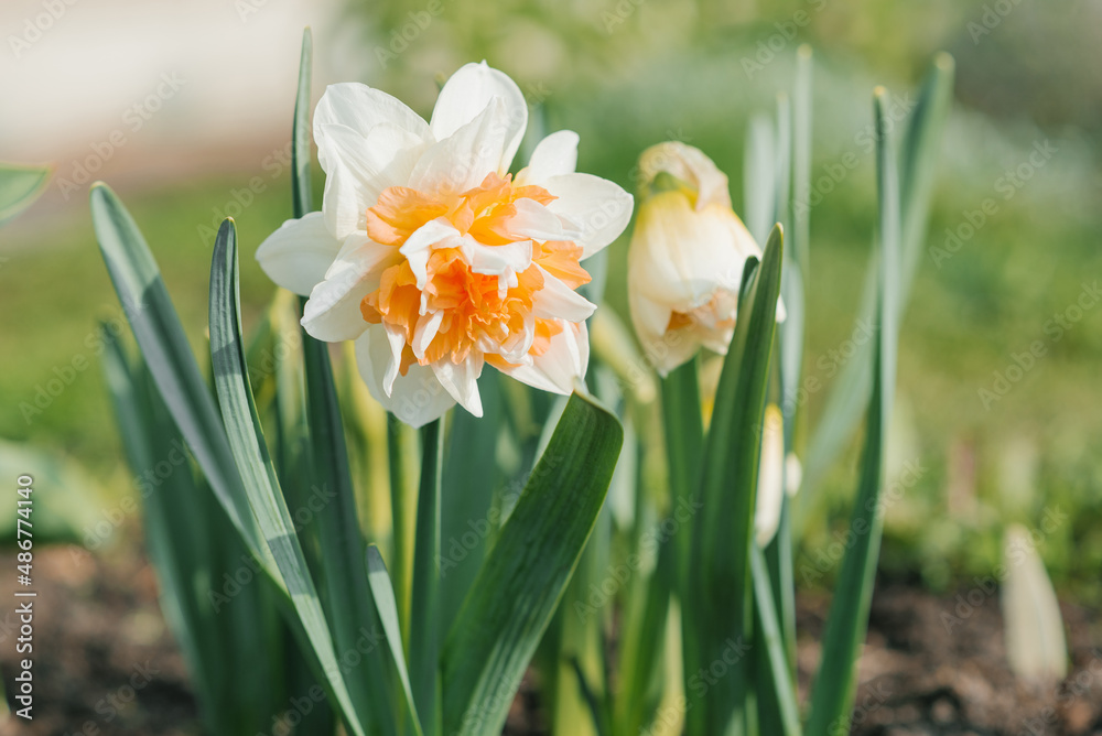Beautiful terry daffodil Manly blooms in the spring in the garden Beautiful terry daffodil Manly blooms in the spring in the garden