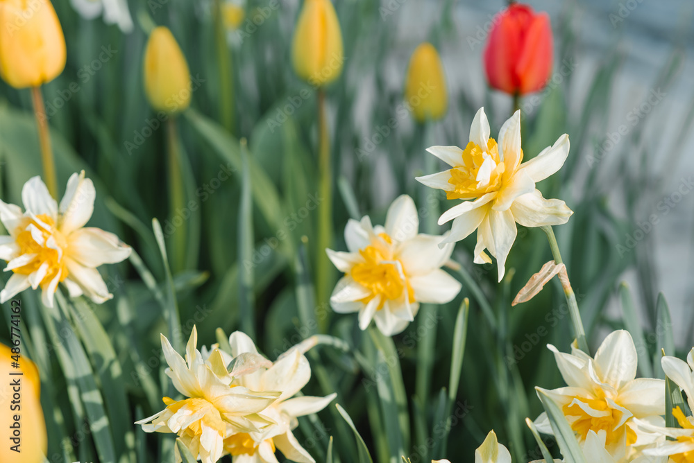 Red and yellow tulips, white daffodils bloom in the garden in spring Red and yellow tulips, white daffodils bloom in the garden in spring