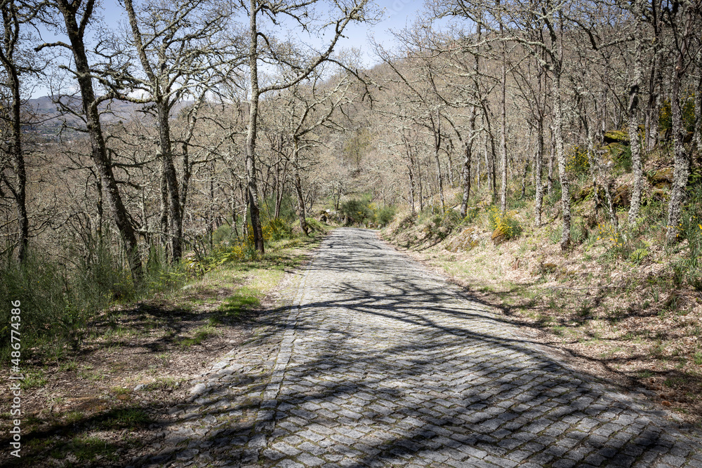 a cobbled road in the forest that leads to Castelo village (Telões), Vila Pouca De Aguiar, district of Vila Real, Portugal a cobbled road in the forest that leads to Castelo village (Telões), Vila Pouca De Aguiar, district of Vila Real, Portugal