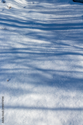 Blue shadows of branches on untouched snow