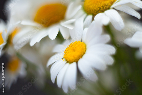 leucanthemum daisy flowers by helios in blur