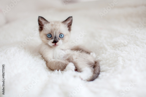 Kitten on a knitted blanket