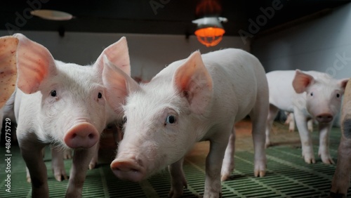 Surprised and Curious young little pigs on a farm in a pigsty look into the camera and sniff in close-up. Growing pork