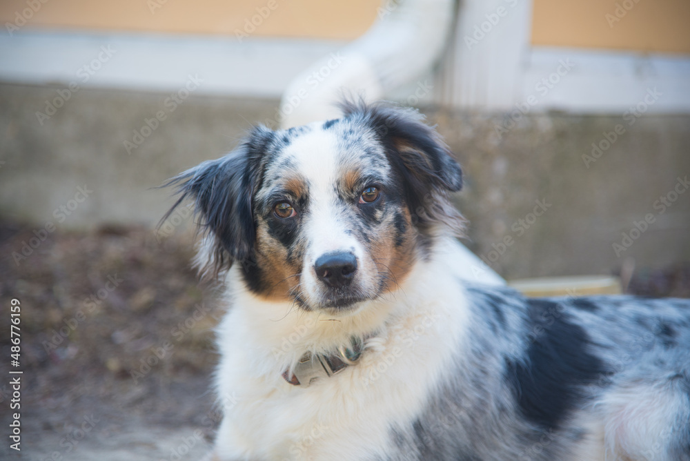 Blue Merle Australian Sheppard Aussie Dog or Puppy Playing Catch and Running Outside in the Grass Blue Merle Australian Sheppard Aussie Dog or Puppy Playing Catch and Running Outside in the Grass