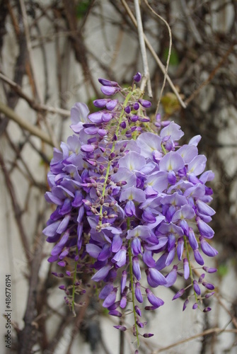 Glycine