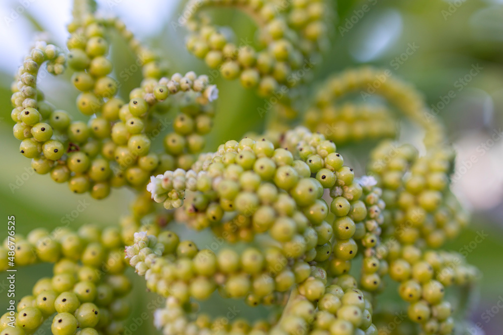 abstract nature background heliotropium berry, selective focus abstract nature background heliotropium berry, selective focus
