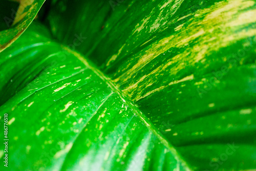 scindapsus plant in the Maldives, greenery nature abstract background, selective focus photo