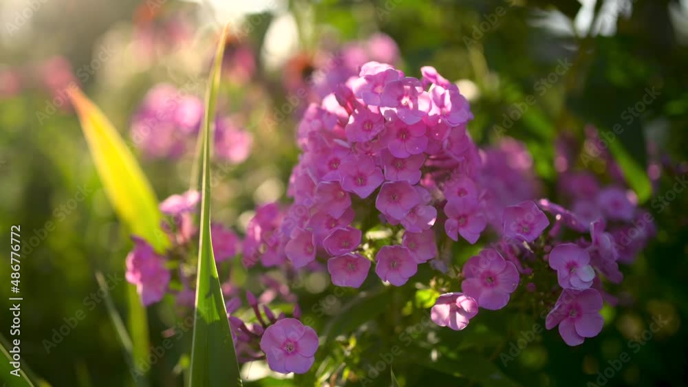 Beautiful pink colorful flowers growing on the field. spring and summer nature scene. Gardening. Nature background.