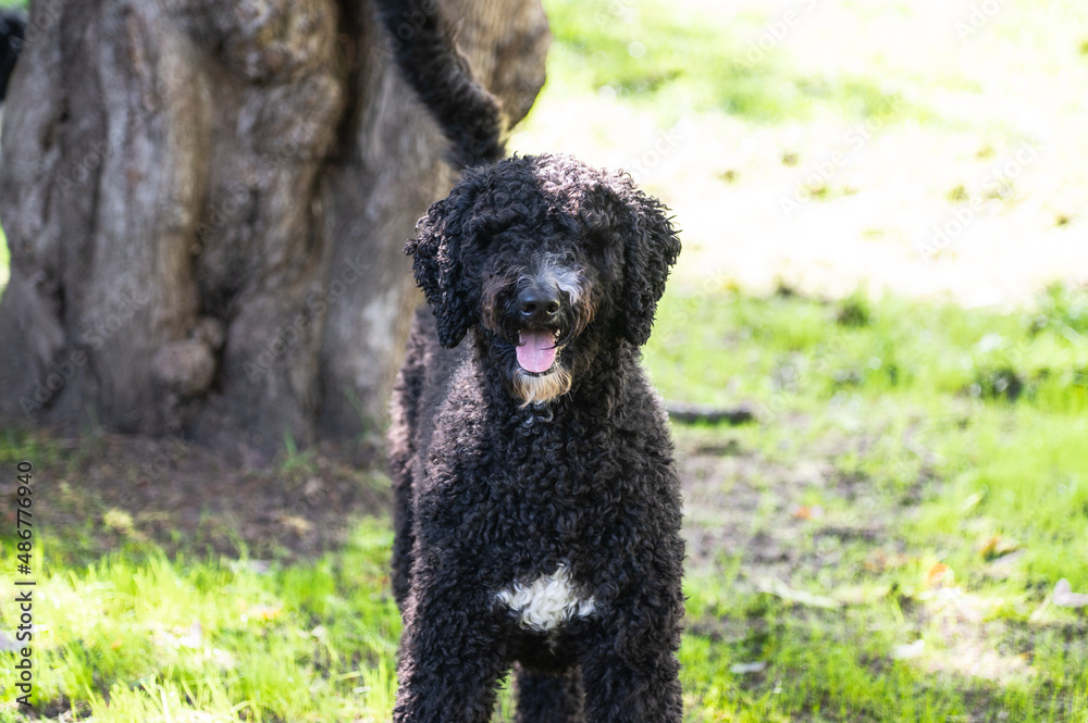 Happy Black Fluffy Golden Doodle or Poodle Playing Catch With a Ball and Spending Time Outside Happy Black Fluffy Golden Doodle or Poodle Playing Catch With a Ball and Spending Time Outside