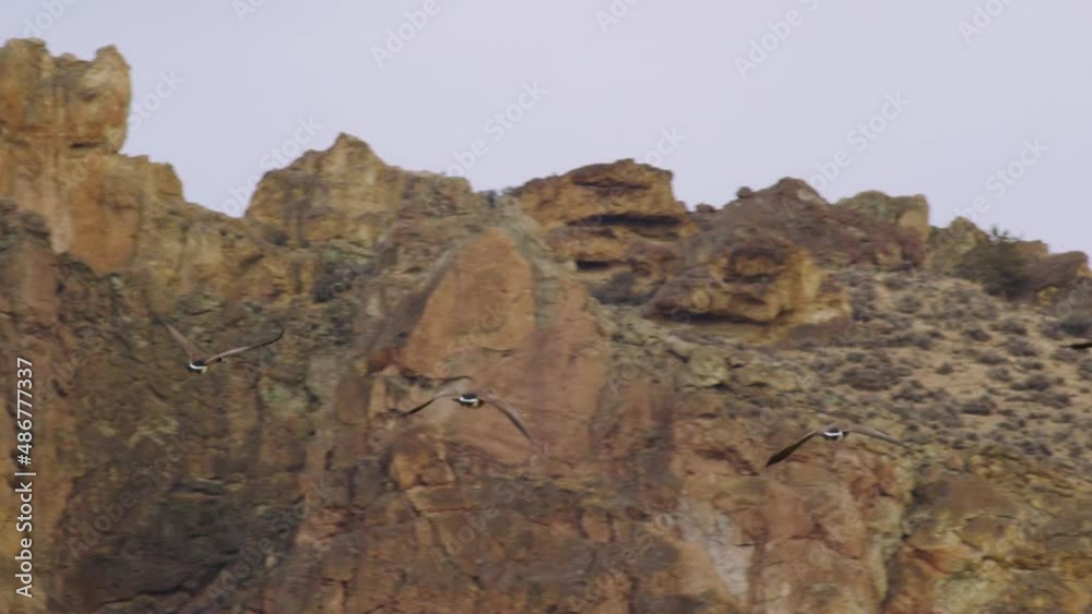 Canadian geese take off in flight in front of a natural rock cliff Canadian geese take off in flight in front of a natural rock cliff