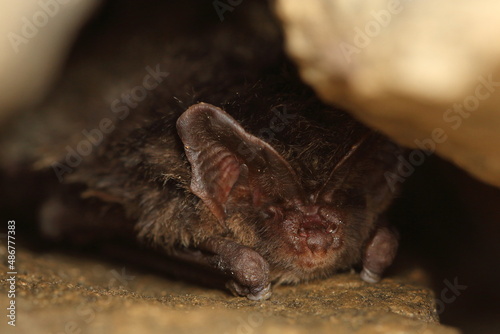 The western barbastelle, barbastelle or barbastelle bat (Barbastella barbastellus) hibernating bat in walls hole © matuty