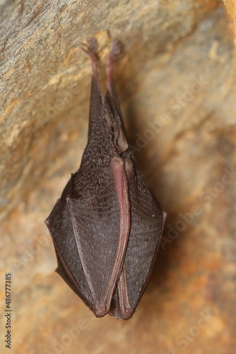 The lesser horseshoe bat (Rhinolophus hipposideros) wintering individual on wall