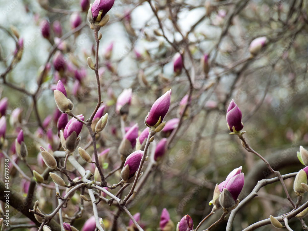 pink magnolia flowers pink magnolia flowers