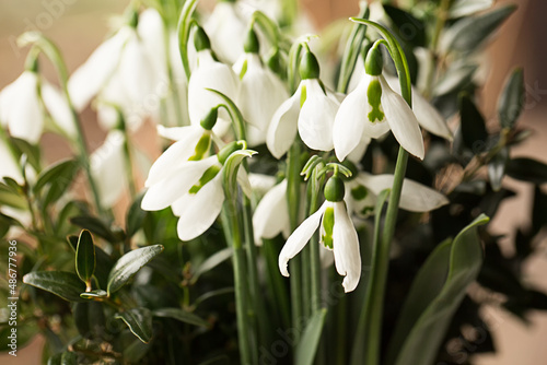 White spring snowdrops close up.