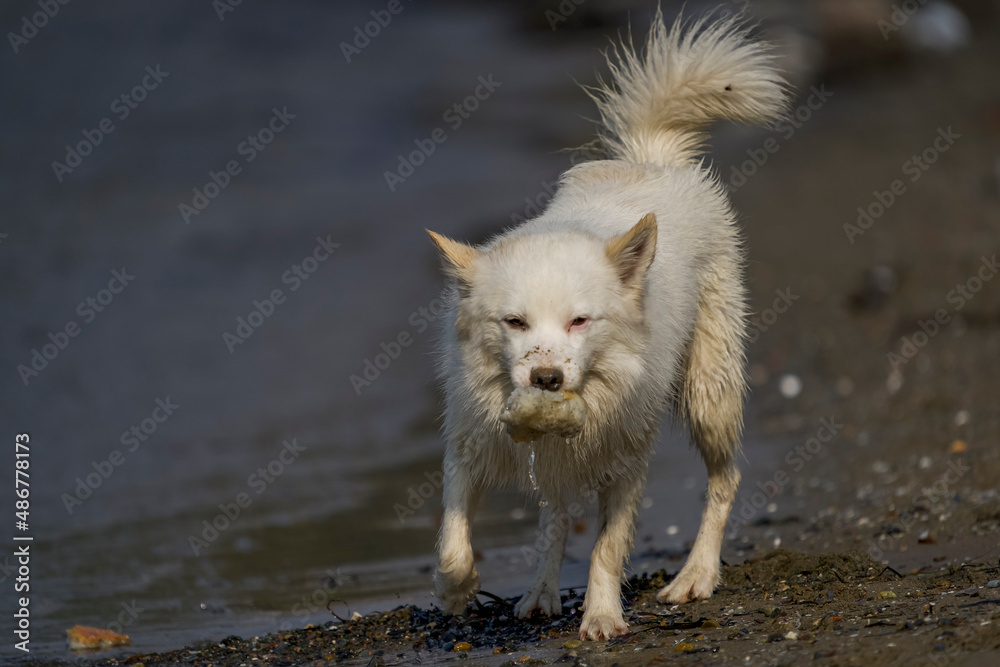 Fototapeta premium White german shepherd running in the water by the seaside in the summer.