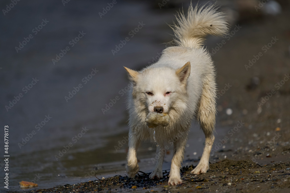 White german shepherd running in the water by the seaside in the summer.