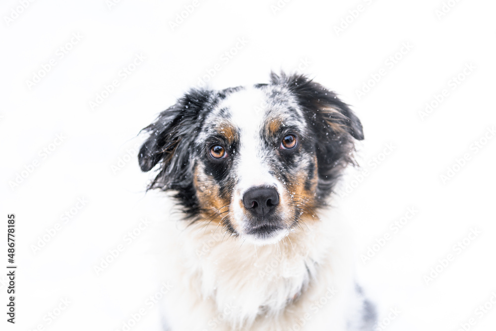 Blue Merle Miniature Australian Sheppard Dog Playing Outside in The Falling Snow Blue Merle Miniature Australian Sheppard Dog Playing Outside in The Falling Snow
