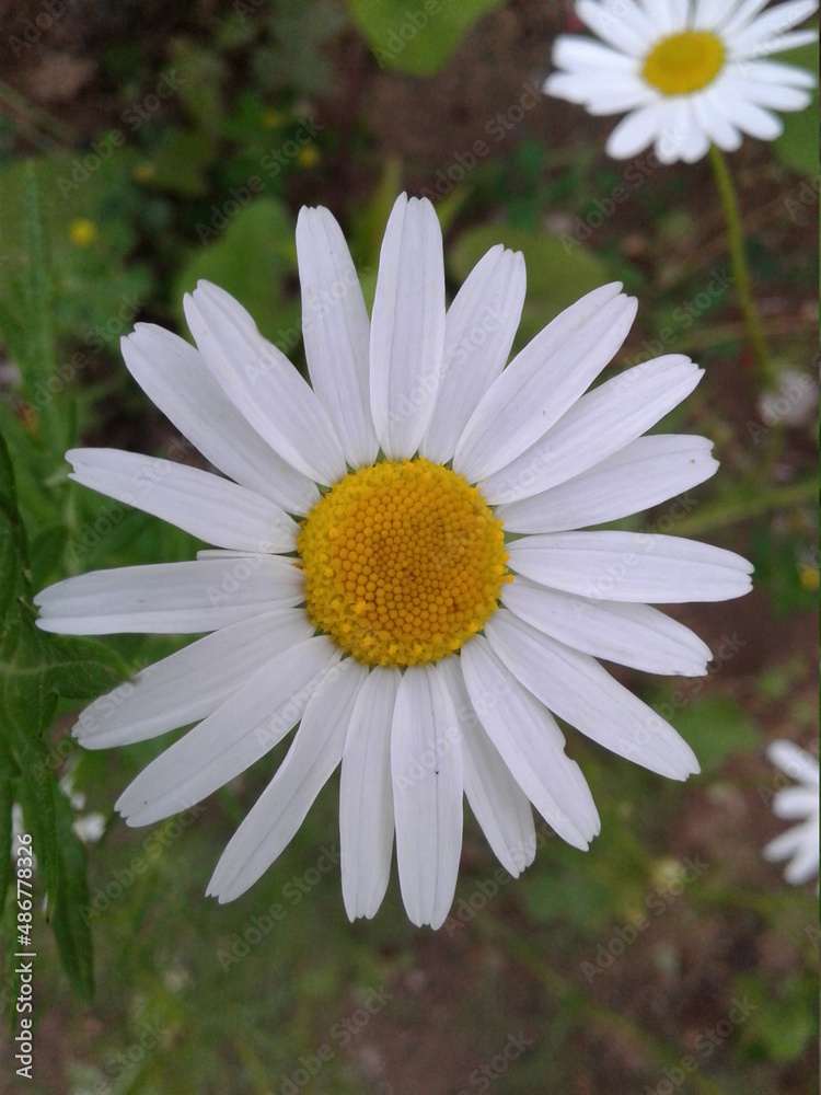 Fototapeta premium daisy flower