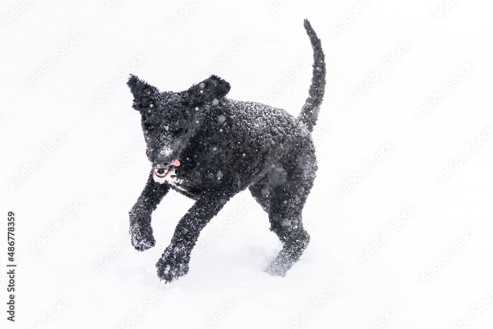 Black and White Golden Doodle Poodle Playing Outside With Snowflakes on Fur Sitting Outside During Michigan Winter Black and White Golden Doodle Poodle Playing Outside With Snowflakes on Fur Sitting Outside During Michigan Winter