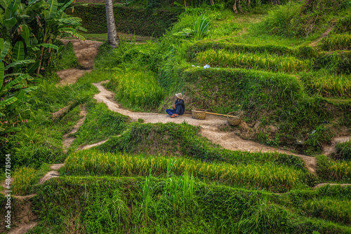 a farmer is taking a break on a rice terraces in Ubud Bali