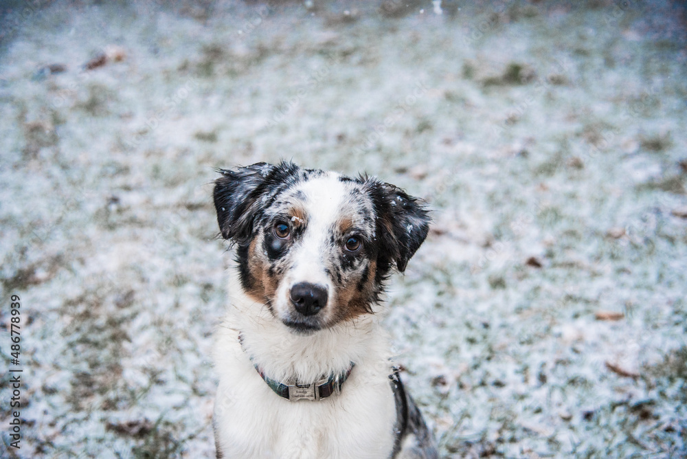 Blue Merle Australian Sheppard With Snowflakes on Fur Sitting Outside During Michigan Winter Blue Merle Australian Sheppard With Snowflakes on Fur Sitting Outside During Michigan Winter